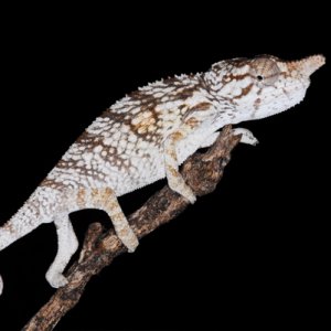 Furcifer rhinoceratus