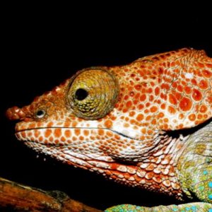 Calumma brevicorne