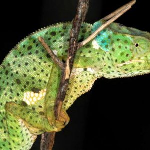 Chamaeleo dilepis