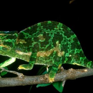 Chamaeleo gracilis 01