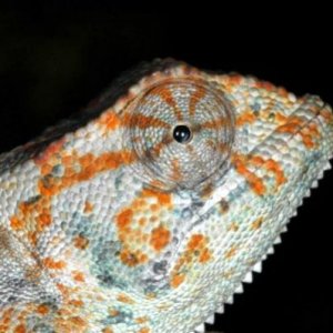 Chamaeleo gracilis 02