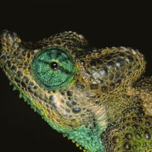 Trioceros narraioca 03
