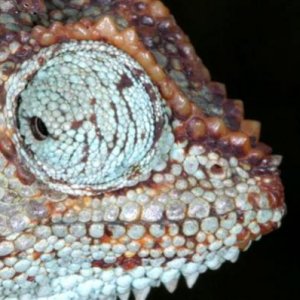 Trioceros sp 02