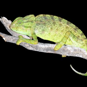 Chamaeleo chamaeleon orientalis 01