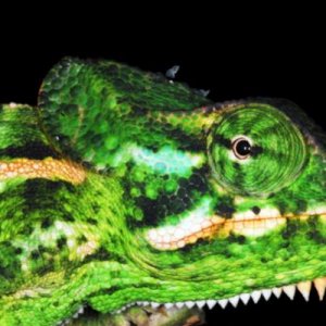 Chamaeleo monachus 01