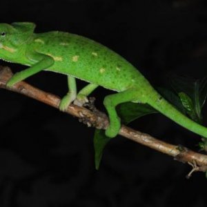 Ch. arabicus JUV Yemen Lahej oasis (1)