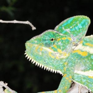 Ch. calyptratus F Yemen Taizz to Ibb (0)