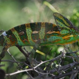 Ch. calyptratus M Yemen Taizz to Ibb (0)
