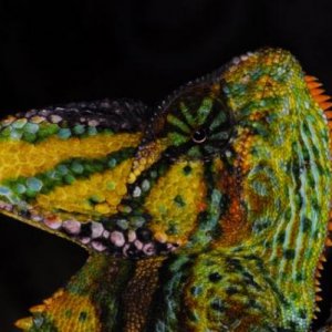 Ch. calyptratus M Yemen Taizz to Ibb (11)