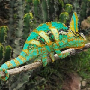 Ch. calyptratus M Yemen Taizz to Ibb (17)