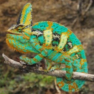 Chamaeleo calyptratus