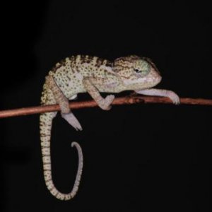 Chamaeleo arabicus