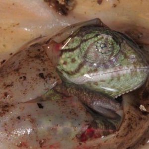 Chamaeleo arabicus