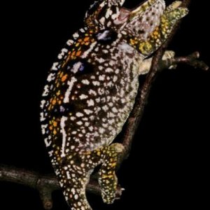 Furcifer lateralis F3