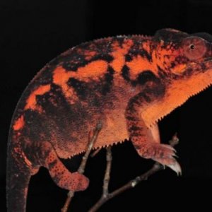 Furcifer pardalis Ambanja F2