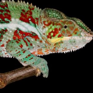 Furcifer pardalis Ambanja M2