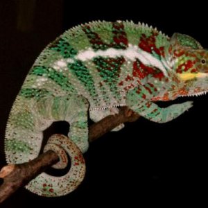 Furcifer pardalis Ambanja M7