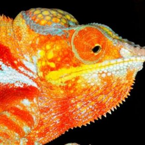Furcifer pardalis Ambanja M27