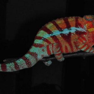 Furcifer pardalis Ambanja M36