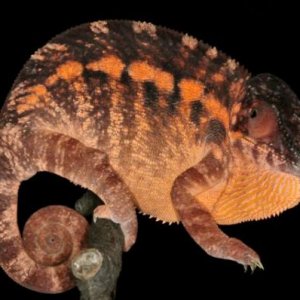 Furcifer pardalis NosyBe F4