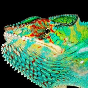 Furcifer pardalis NosyBe M7