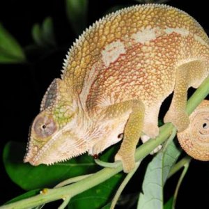 Furcifer pardalis Tamatave