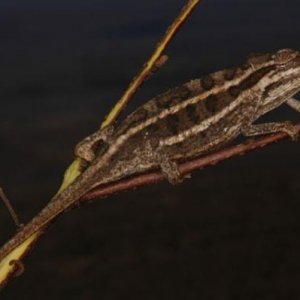 Chamaeleo bitaeniatus KE Mt Kulal (12)