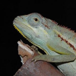 Trioceros ellioti