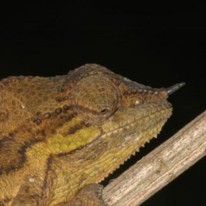 Trioceros conirostratus