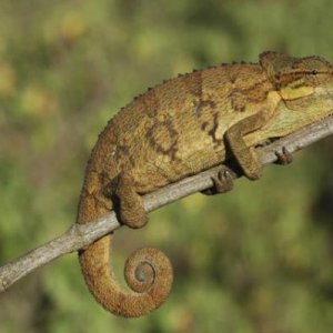 Trioceros conirostratus