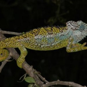 Trioceros hoehnelii