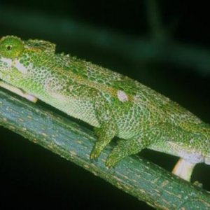Kinyongia asheorum