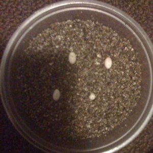 Artemis's first four eggs