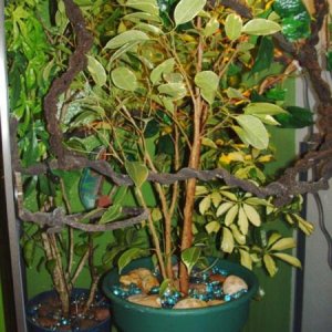 New schefflera