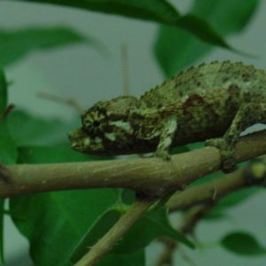 j.xantholophus, from Fabian Aguirre a whooping 3 grams!  Eating like a piglet. Cute as a button.