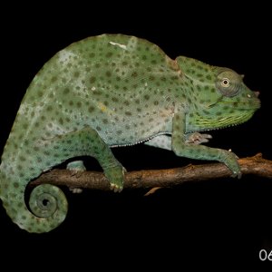 male T deremensis  photo by Fabian Aguirre.  Dashel.  CB by Fabian Aguirre. Brother to Isadora. Very mellow guy.