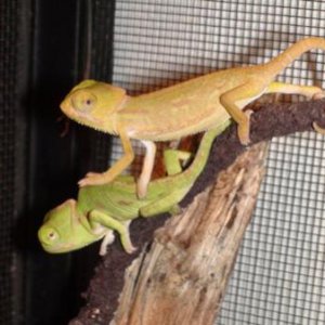 Cham babies