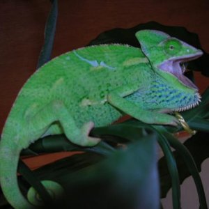 Ceres