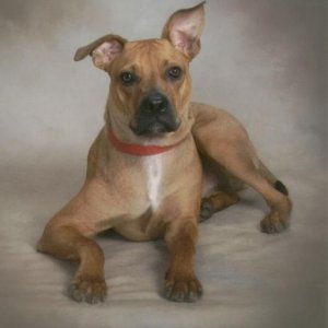 My beautiful dog Red