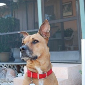 My handsome Red dog 7 years old