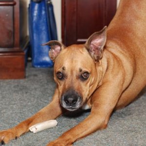 Red with his bone