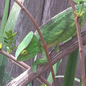 Sub adult yellow lip female