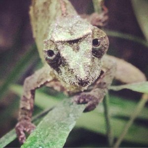 Viridis