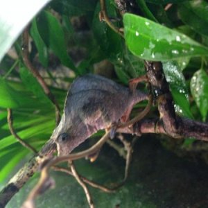 Ulugurensis