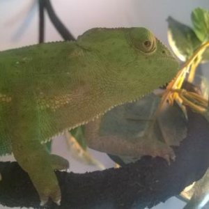 Making his way to his basking spot after enjoying 2 juicy horn worms for his birthday meal!  Two years old. :)