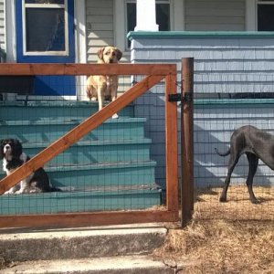 At least I don't get this look from Rorschach when I leave the house...
From the left, we have Friday (Cavalier King Charles Spaniel), Remington (Rem