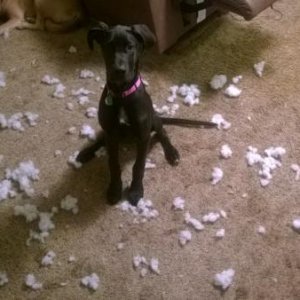Shortly after we got her... guess her toy just exploded or something......