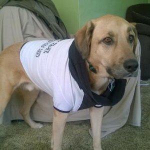 After Remy's 2nd surgery, he was allowed to wear a shirt instead of the cone of shame due to the location of the mass.  So my handsome boy is sporting