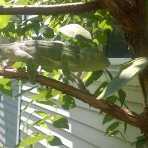 This is from last summer - he LOVED adventures outside!  He is quick, though, so I made sure I only let him climb on small things that I could reach t