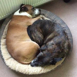 Storm and Biggie